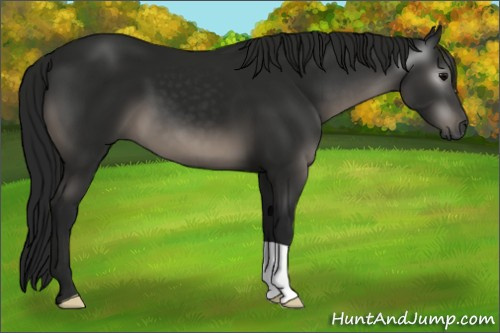 Horse Color:Gray Black