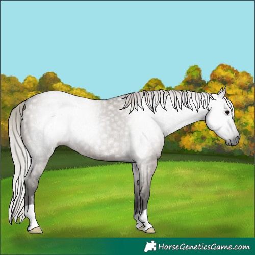Horse Color:Gray Silver Grullo 