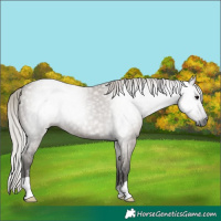 Horse Color:Gray Silver Grullo