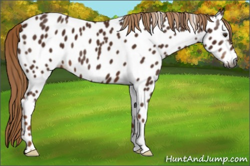 Horse Color:Gray Chestnut Near Leopard 
