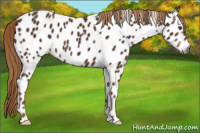 Horse Color:Gray Chestnut Near Leopard 