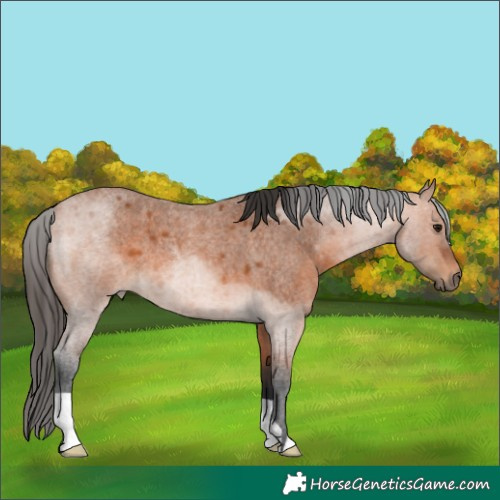 Horse Color:Bay Roan