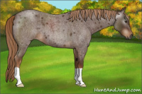 Horse Color:Gray Red Roan 