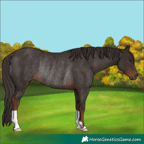 Horse Color:Liver Chestnut Rabicano
