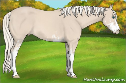 Horse Color:Cremello Sabino 