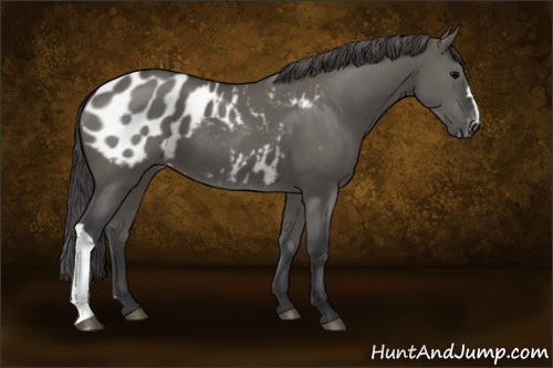 Horse Color:Grullo Appaloosa 