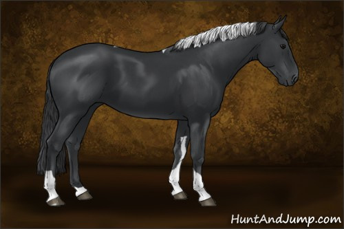 Horse Color:Black Tobiano