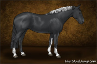 Horse Color:Black Tobiano 