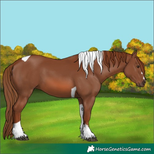 Horse Color:Chestnut Tobiano 