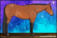 Horse Color:Bay Frame