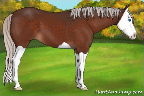 Horse Color:Silver Bay Splash