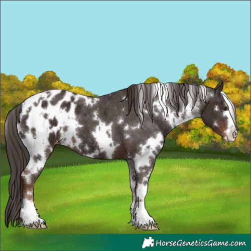 Horse Color:White Spotted Liver Chestnut Appaloosa 