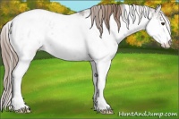 Horse Color:Liver Chestnut Sabino Appaloosa 