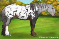 Horse Color:Liver Chestnut Appaloosa 