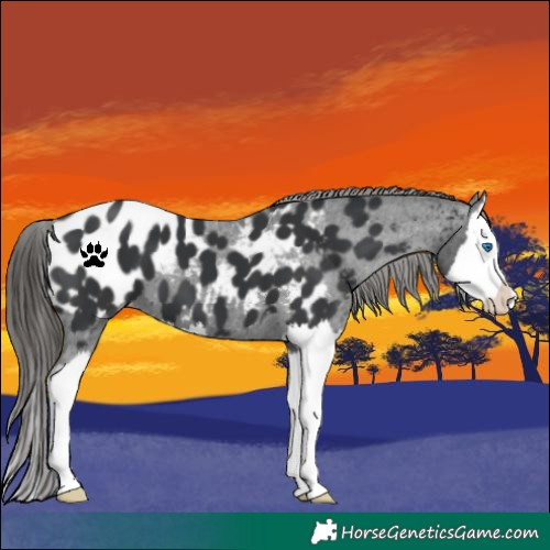 Horse Color:Black Splash Near Leopard 