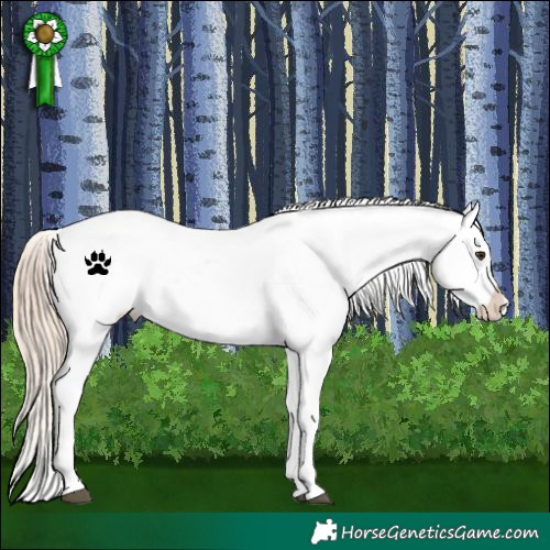 Horse Color:Red Dun Appaloosa  and Red Dun Appaloosa 