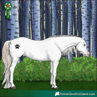 Horse Color:Red Dun Appaloosa  and Red Dun Appaloosa 