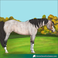 Horse Color:Brown Roan 