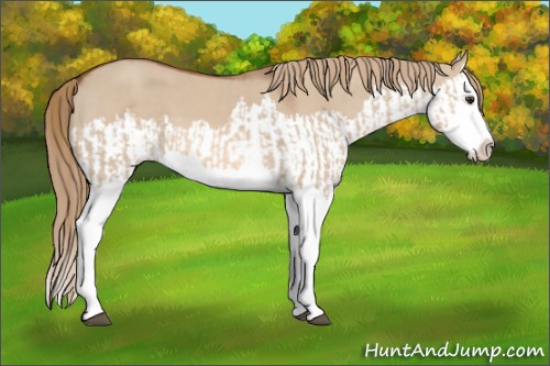 Horse Color:Red Dun Splash  and Red Dun Splash 
