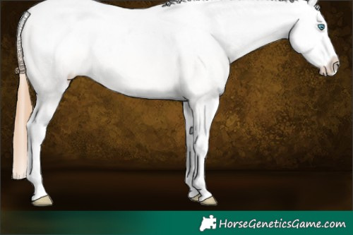 Horse Color:White Spotted Buckskin Pearl Appaloosa 