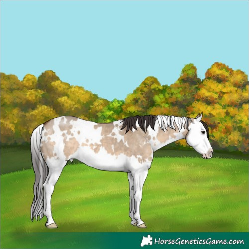 Horse Color:White Spotted Brown Dun Splash 
