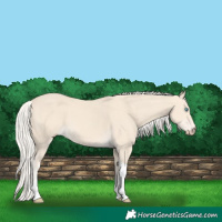 Horse Color:Cremello Tobiano 