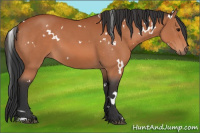 Horse Color:White Spotted Bay 