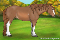 Horse Color:White Spotted Chestnut 