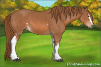 Horse Color:White Spotted Chestnut