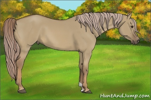 Horse Color:Chocolate Palomino Dun 
