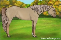 Horse Color:Chocolate Palomino Dun 