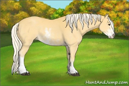 Horse Color:Palomino Sabino 