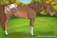Horse Color:Chestnut Tobiano Appaloosa 