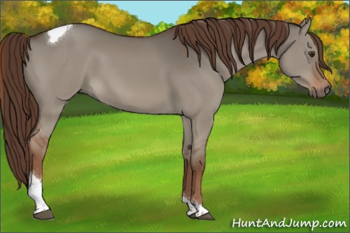 Horse Color:Liver Red Dun Tobiano