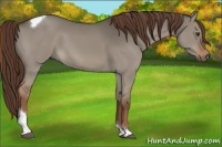 Horse Color:Liver Red Dun Tobiano 