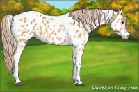 Horse Color:Palomino Tobiano Appaloosa 