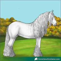 Horse Color:Gray White Spotted Black  and Gray White Spotted Black 