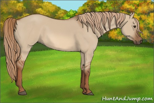 Horse Color:Red Dun 