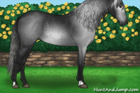 Horse Color:Gray Black