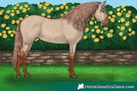 Horse Color:Red Dun 