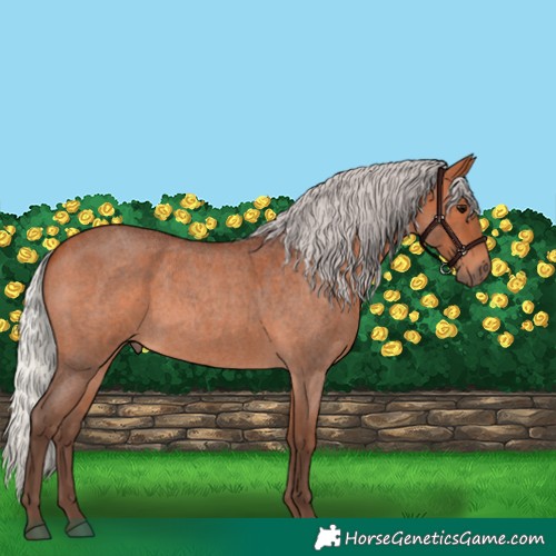 Horse Color:Silver Bay Roan 