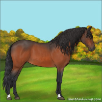 Horse Color:Bay Roan 