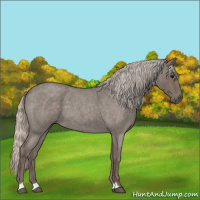Horse Color:Silver Blue Roan 