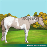 Horse Color:Classic Champagne Tobiano Varnish