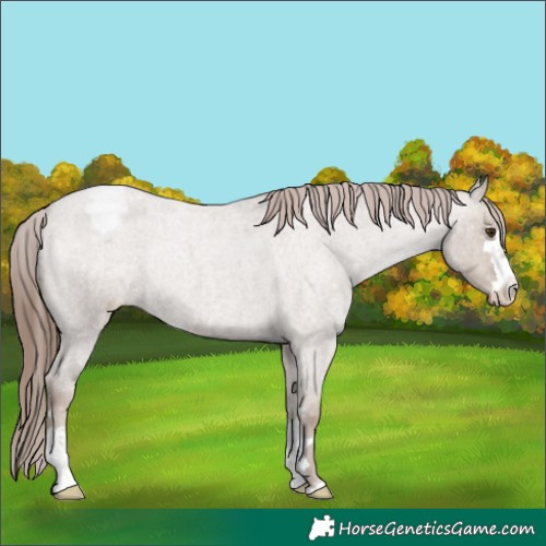 Horse Color:Classic Champagne Roan Appaloosa 