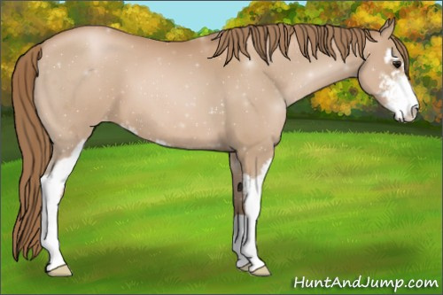 Horse Color:Unknown 