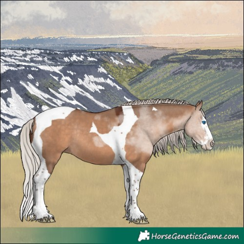 Horse Color:Silver Brown Dun Sabino Splash Tobiano Rabicano 