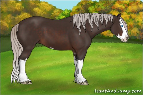 Horse Color:Silver Brown Sabino Splash 