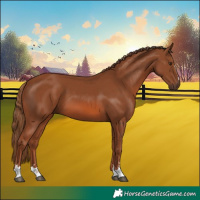 Horse Color:Chestnut 