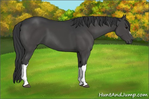 Horse Color:Black 